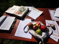 An outdoor table is covered with books, papers and drawings of apples. In the middle lies a basket with various apples in the sunlight.