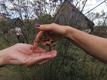 Eine Hand ist mit der Handfläche nach oben ausgestreckt, während die andere Hand darüber schwebt und getrocknete Samen oder Pflanzenteile loslässt.