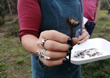 A person holds a dried plant in one hand while carrying a white tray with more plant parts. They are wearing jewelry and a blue work apron.