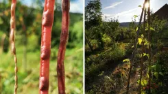 Auf der linken Seite des Bildes sind Nahaufnahmen von schlanken, roten Bohnenstangen zu sehen, die zur Sorte 'Augenbohne' oder 'Meterbohne' gehören. Auf der rechten Seite des Bildes ist ein Gartenbereich abgebildet, in dem diese Bohnenpflanzen wachsen, wobei sich im Hintergrund weitere Pflanzen und ein Gebäude befinden.