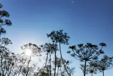 Hogweed silhouettes against a clear blue sky with the sun shining through the plants.