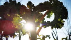 Wintersalat im Gegenlicht mit Sonnenstrahlen, die durch die Blätter scheinen.