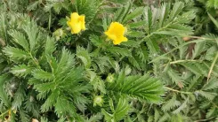 Gänsefingerkraut mit gelben Blüten und charakteristischen gefiederten Blättern.