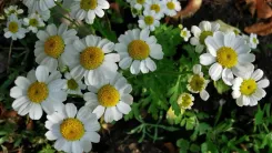 Motherwort flowers with white petals and a yellow center surrounded by green leaves grow close together in a group.