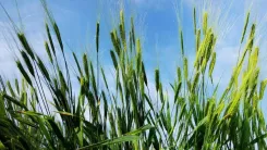 Einkorn ears stand prominently in the foreground of the picture. They are backlit by a bright blue sky. The einkorn appears in rich green with golden tips and gives the image of a healthy and blooming plant.